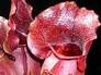 Sarracenia Purpurea_1031.JPG